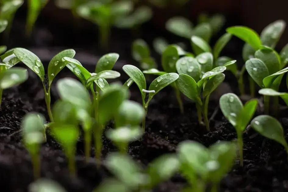 O Futuro da Mobilidade Sustentável